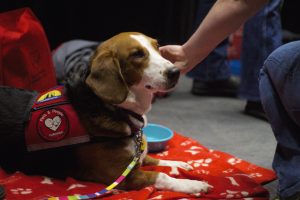 Therapy dogs from the Pets and People Foundation came for a visit during the day. Photo by Josh Shub-Seltzer