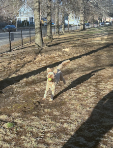 Goldendoodle Izzy plays fetch at Walker Park, Tues. April 1st.
